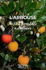 L Arbouse Un Fruit Comestible A Decouvrir Arbuste Mediterraneen Plantes Comestibles Arbuste