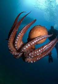 صور الكائنات الحية من اعماق البحار و المحيطات اخبار العراق beautiful sea creatures ocean animals animals