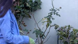 Pile a loose, well draining compost mix over the rose bush to a height of 10 to 12 inches to cover most of the canes. How To Prune Your Roses In 4 Easy Steps Youtube