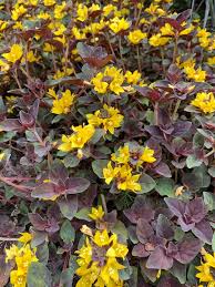 Image result for Lysimachia djalonis