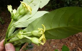 Image result for Voacanga bracteata