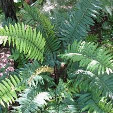 Image result for Blechnum tabulare