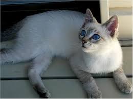 In 1957, the cat fanciers' association, which is the largest purebred himalayans originally came in seal, blue, chocolate and lilac point color varieties. Siamese Cat Types