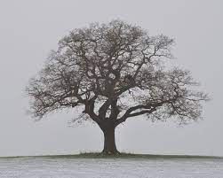 White Oak Quercus Alba Winter Trees Oak Tree Tattoo Tree Drawing