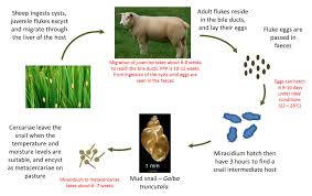 In spite of this, little is known, at the molecular level, about the parasite itself. Farm Health Online Animal Health And Welfare Knowledge Hub Liver Fluke In Sheep