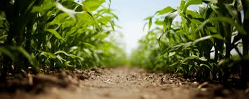 Agronomy Manager, Ryan Gentle joins the Linder Farm Network.