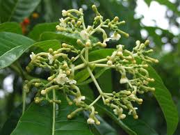 Image result for Rauvolfia mannii