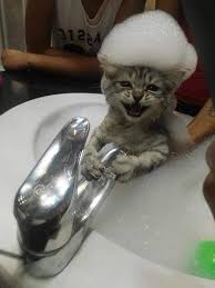 Pin Van Maryanne Op Katten Schattige Babydieren Schattige Dieren Grappige Dieren