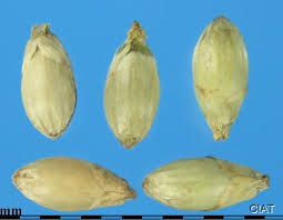 Image result for Urochloa brizantha