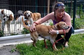 Une partie des chiens à adopter au refuge de la spa des cailloux. La Spa 87 Fait Face A Des Rumeurs Malveillantes Limoges 87000