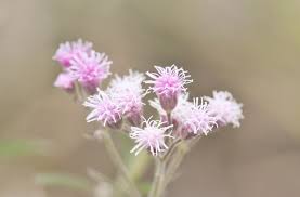 Image result for Craterostigma newtonii