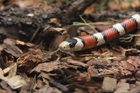 Sdm 35 Mountain Kingsnake Nord D Amerique Coloriages gratuits à imprimer avec une variété de thèmes que vous pouvez imprimer et colorier. sdm 35 mountain kingsnake nord d amerique
