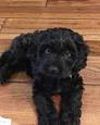 52 Best Black cockapoo images | Black cockapoo, Cockapoo ...