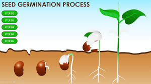 Animation project to illustrate certain values in judaism. Free Powerpoint Template On Seed Germination Science Education School Children Free Download Youtube