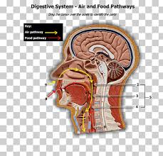 In fact, there are twenty head and neck anatomy: Human Body Head And Neck Anatomy Physiology Head And Neck Anatomy Digestive System Head Anatomy Human Body Png Klipartz