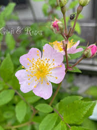 珍しいピンクノイバラが出現しました♪はっ！とするような紫 | 銀ちゃんが運ぶ薔薇のかほり