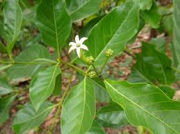 Image result for Morinda lucida