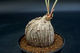 Image result for Dolichos kilimandscharicus