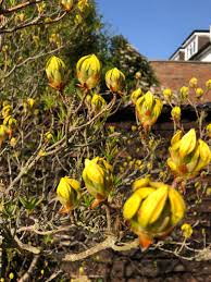 Sunlight level is often the most important factor in bloom results. Small Tree In U K Just Flowering Now Same Every Year Nice Yellow Flowers Whatsthisplant