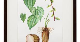 Image result for Dioscorea cayenensis