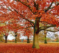 New England Fall Foliage Places To See Foliage In Around