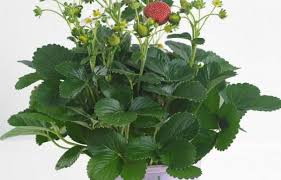 I went to the garden store yesterday and just couldn't resist buying an everbearing strawberry plant for the summer. Strawberry Berri Basket Pink Wilson S Garden Center