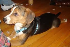 They may also be territorial when it comes to you and its human family, and act as if they're much larger than they are. Beagi Dog Breed Information And Pictures