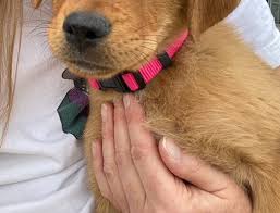 We consider it an honor to be a silver lab puppy breeder in the state of maryland and work hard to make sure that when our. Retriever Rescue Of Colorado Adopt A Dog Retriever Mix Archives Retriever Rescue Of Colorado