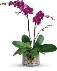 Check spelling or type a new query. Glorious Gratitude Orchid In Roslyn Heights Ny Artistry In Flowers