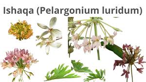 Image result for Pelargonium luridum