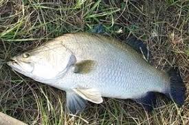 65.000 per kg untuk wilayah ibu kota jakarta. 21 Ide Umpan Jitu Ikan Ikan Air Tawar Ikan Mas