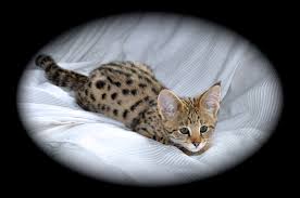 These savannahs will always have a black nose. Savannahglam Savannahs About The Breed