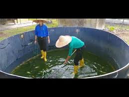 Air tawar merupakan air tanpa rasa atau hambar, namun memiliki kadar garam tinggi dan mineral. Kursus Ternakan Ikan Air Tawar Akuakultur Youtube