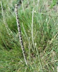 Image result for Anthephora pubescens