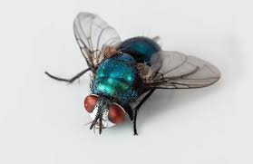 Rugby Pest Control Insect Pest Contol Service Warwickshire