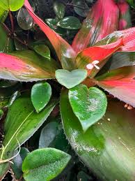 Image result for Begonia elaeagnifolia