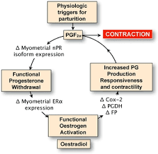 Image result for Pregnane Progestin