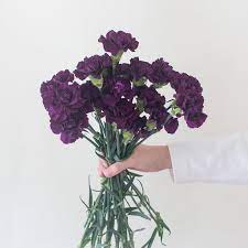 Maybe you would like to learn more about one of these? Moonvista Dark Purple Carnations Bulk Fresh Diy Wedding Flowers Flower Moxie