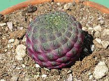 No existen reglas respecto a cada cuanto tiempo hay que regar. Cactaceae Wikipedia La Enciclopedia Libre