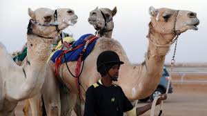 In saudi arabia, camels are venerated for their good looks, grace, and speed. King Abdulaziz Camel Festival Attracts Citizens As Well As Foreigners Al Arabiya English