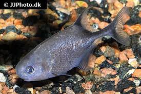 Tropical Fish Finder Co Uk The Ultimate Uk Fish Keeping Resource For All Types Of Tropical And Marine Fish Including Fish Books Articles Fish Shops Fish Clubs And More