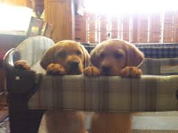 Pay your $200.00 puppy deposit (we charge 5.5% sales tax & pp fees). Fox Red Lab Puppies For Sale In Md Va Ma Ny Nj Nc Pa De