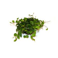 Image result for Duosperma quadrangulare