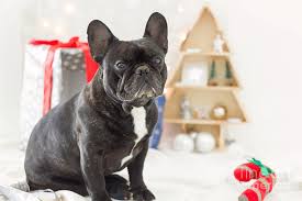 Christmas gift which was exactly as good as the picture and was well received. Cute French Bulldog Sitting In Front Of Christmas Gifts And Decoration Photograph By Judit Polgar