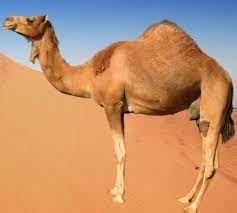 How do camels survive in the desert. Habitat Class 6 The Living Organisms And Their Surroundings