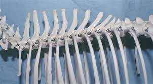 Vertebrae Thoracic