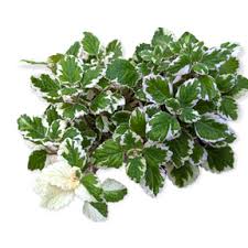 Image result for Plectranthus elegans