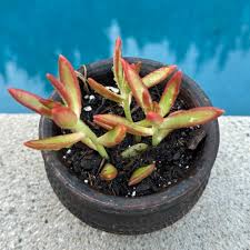 Image result for Crassula capitella