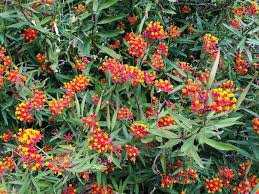 Image result for Asclepias