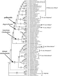 Image result for Pellaea longipilosa